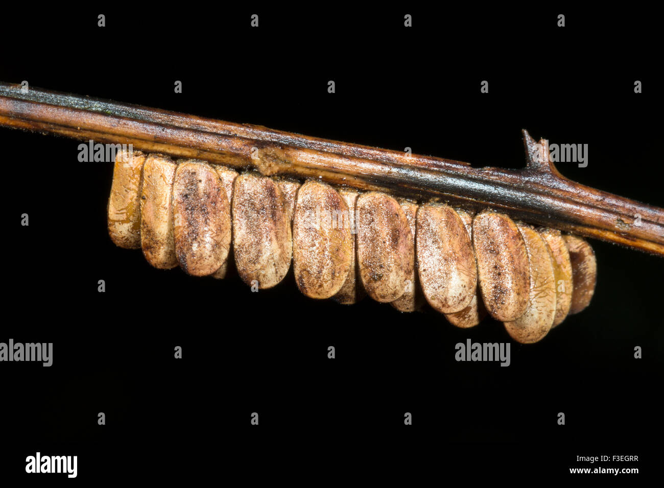Clutch of unidentified insect eggs under a branch in the rainforest understory, Ecuador Stock Photo