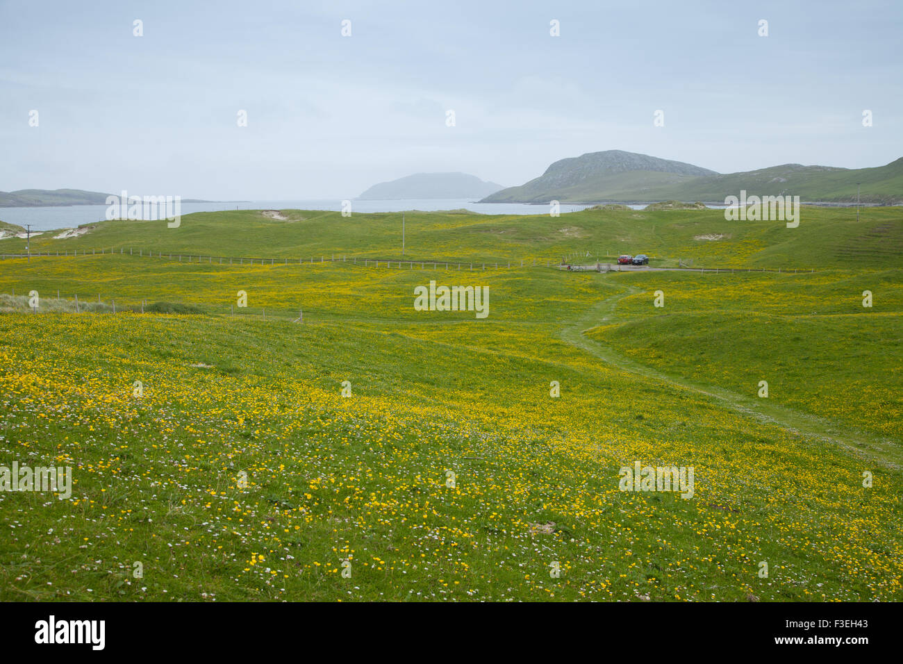 A field of wild yellow flowers known as machair on Vatersay Outer