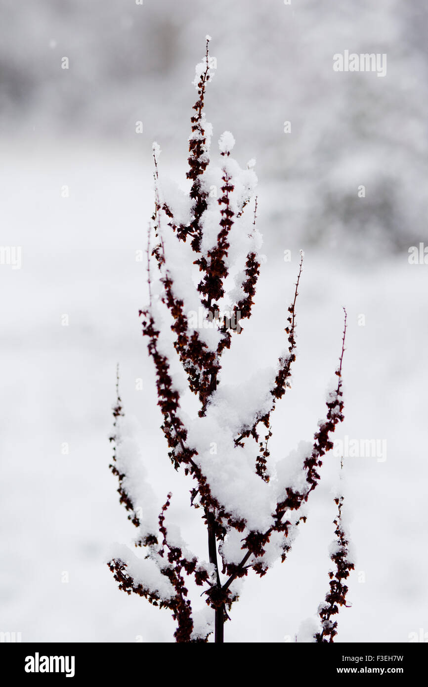 Snow scene in Yorkshire, England UK Stock Photo