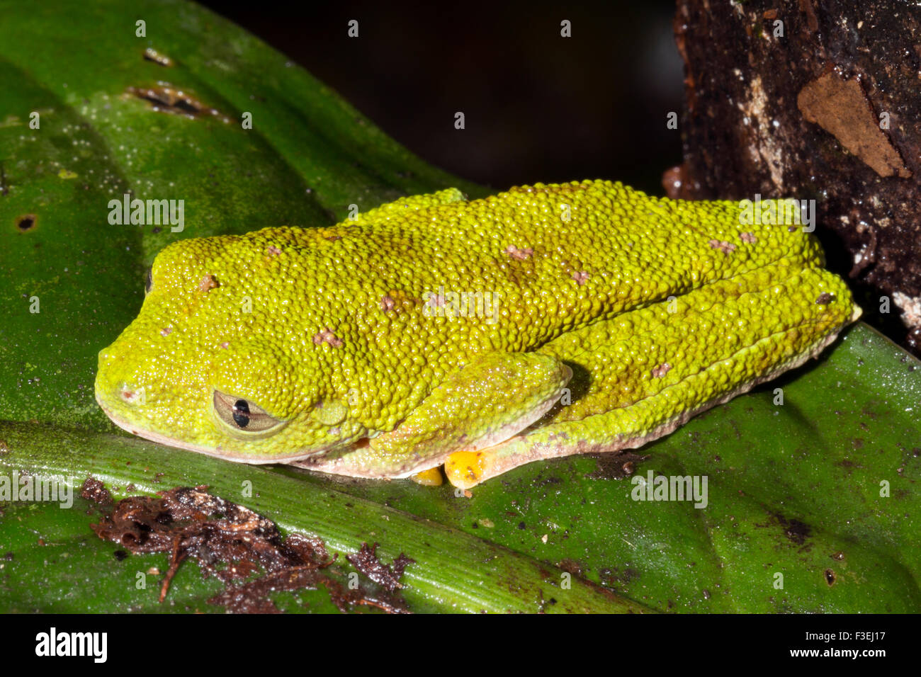 Amazon Leaf Frog (Agalychnis hulli) on a leaf in the rainforest, Ecuador Stock Photo