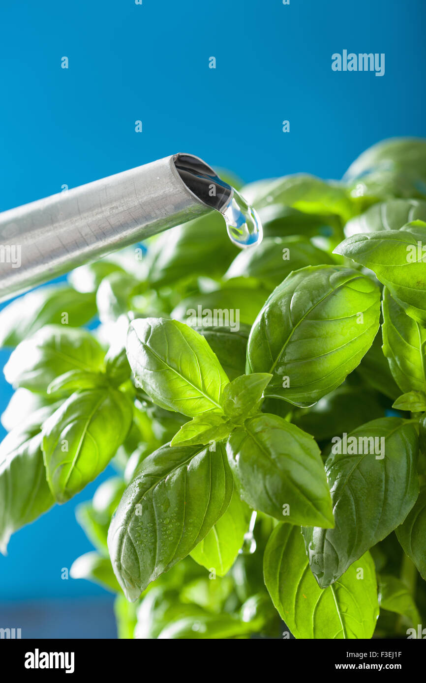 watering fresh basil leaves herb Stock Photo Alamy