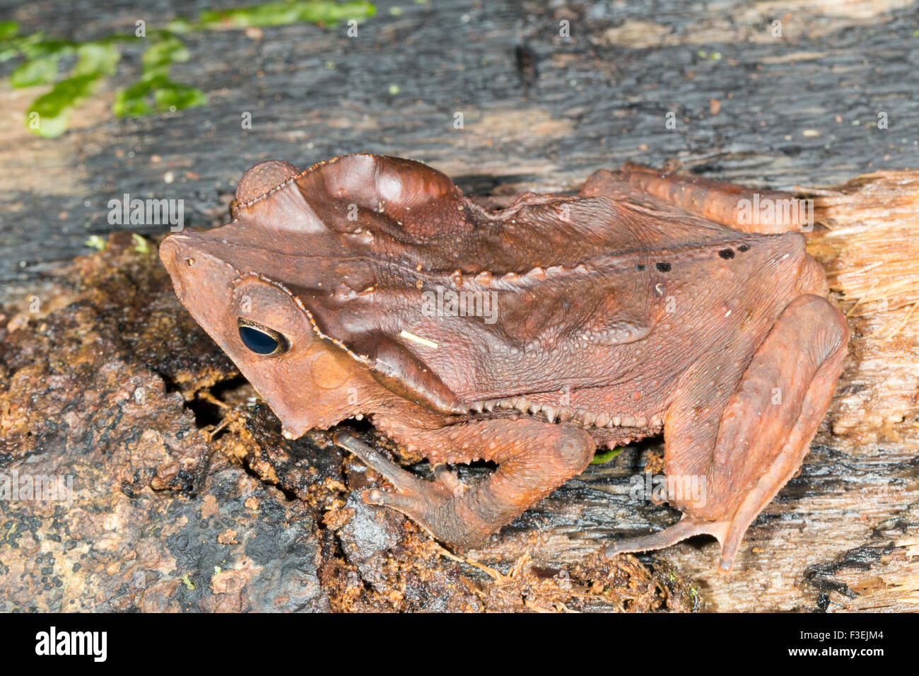 Crested Forest Toad (Rhinella dapsilis) on the rainforest floor in Ecuador Stock Photo