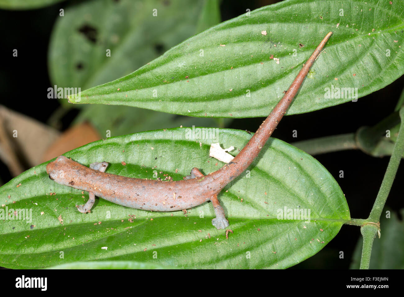 Amazon Climbing Salamander (Bolitoglossa peruviana) Stock Photo