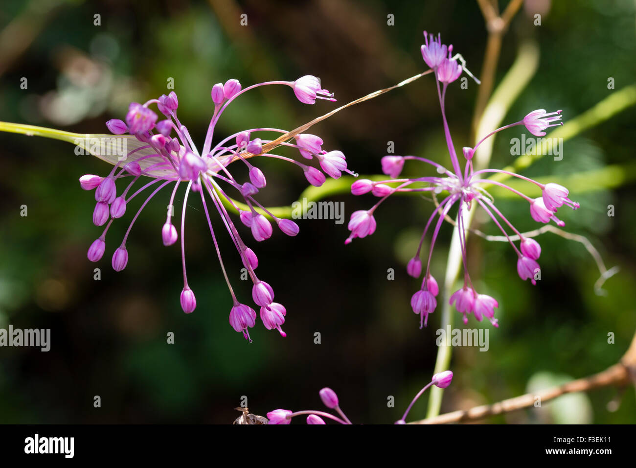 Spidery flower heads of the Autumn flowering ornamental onion, Allium carinatum ssp. pulchellum Stock Photo