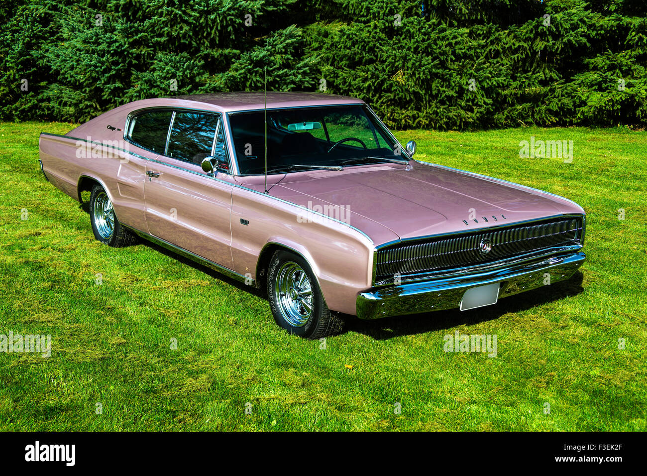 1966 Dodge Charger on grass Stock Photo