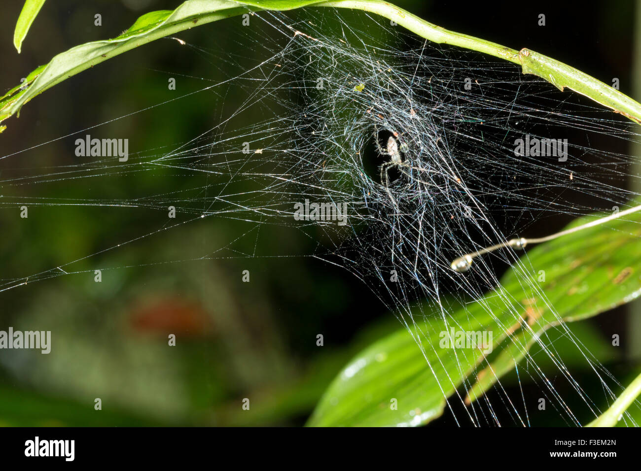 Spider in a web suspended under a leaf in the rainforest understory, Ecuador Stock Photo
