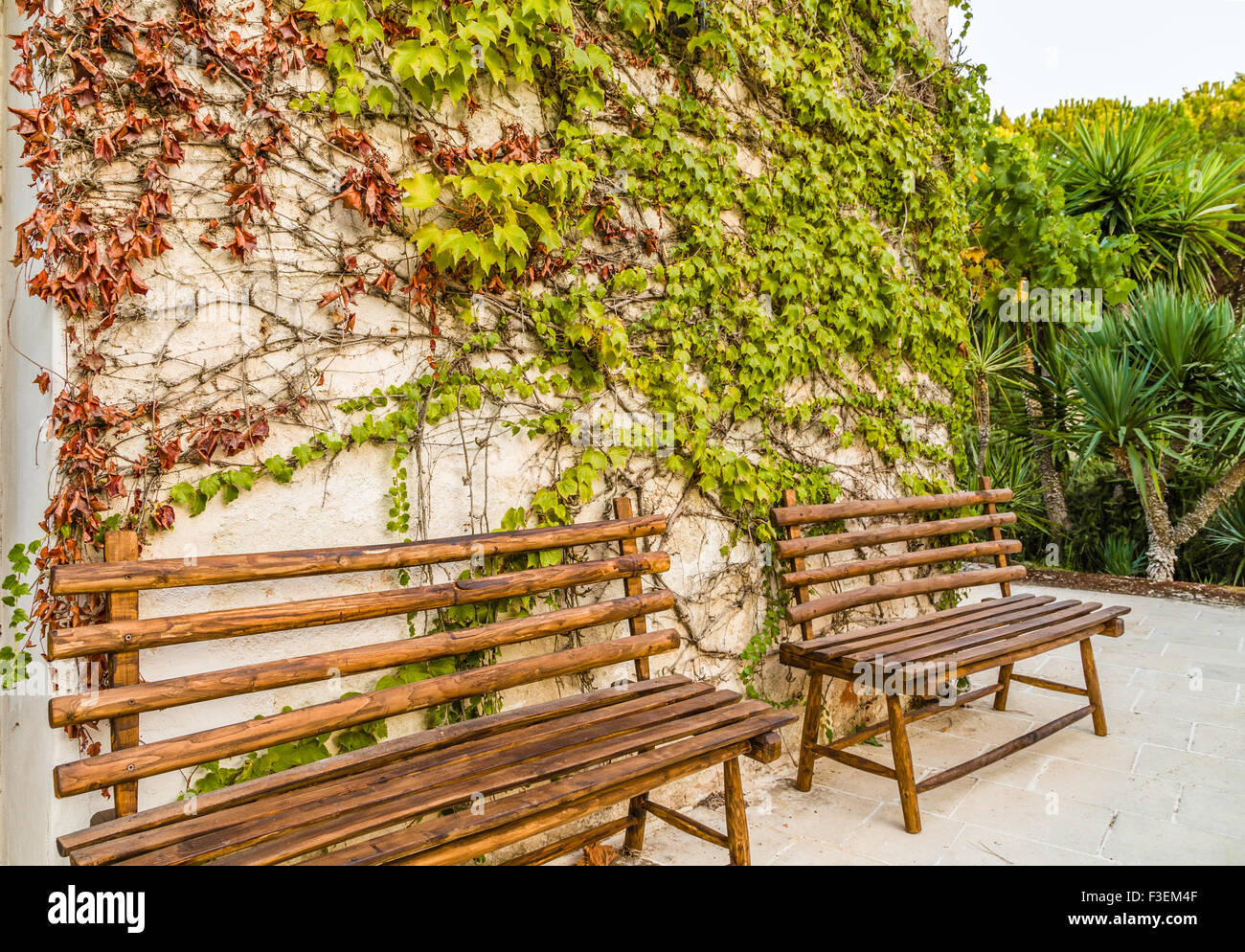 wooden benches with ivy on the wall in the background Stock Photo - Alamy