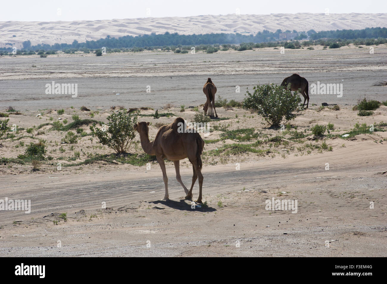 Camels grazing near a road in the al Sharqiya desert landscape with sand dunes in the background in Oman Stock Photo