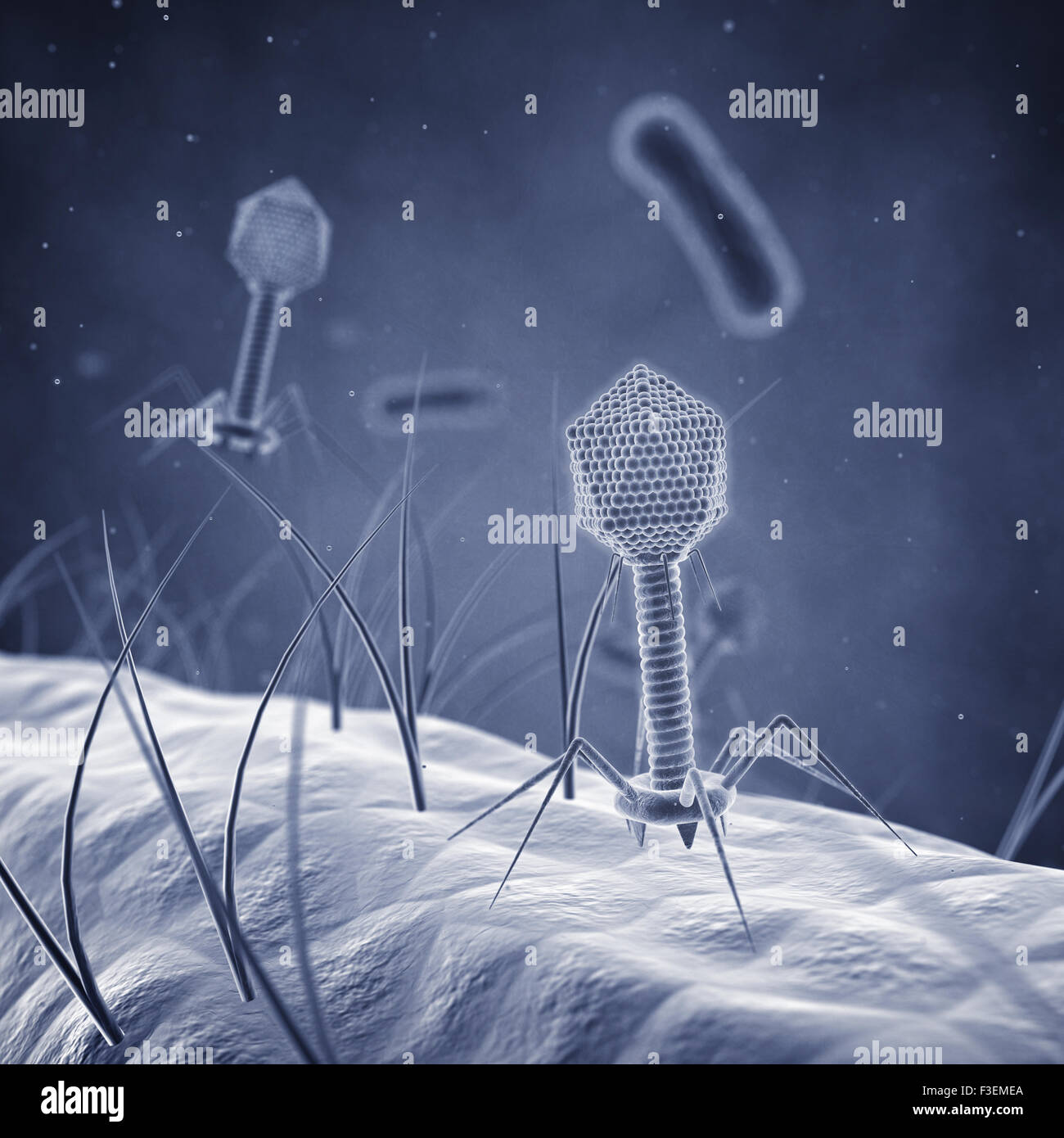 Bacteriophage viruses infecting bacterial cells , Bacterial viruses Stock Photo