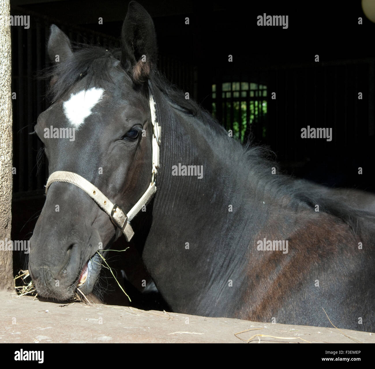 Gucken hi-res stock photography and images - Alamy