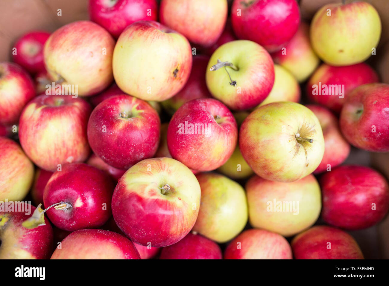 red yellow apples closeup GROUP Stock Photo - Alamy