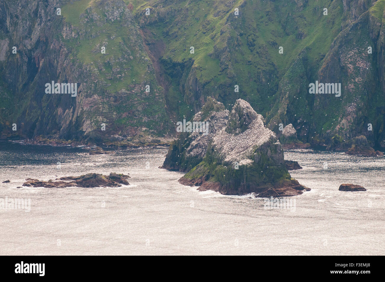 Collony of Northern Gannets on Fair Isle Stock Photo
