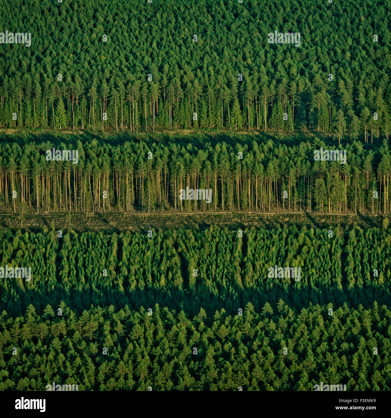 Green forest background Stock Photo - Alamy