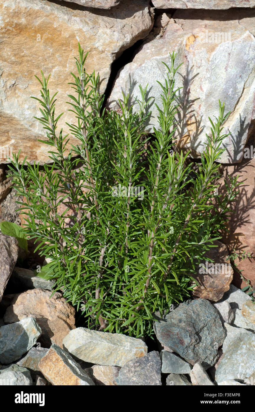 Rosmarin; Rosmarinus Officinalis; Strauch; Stock Photo