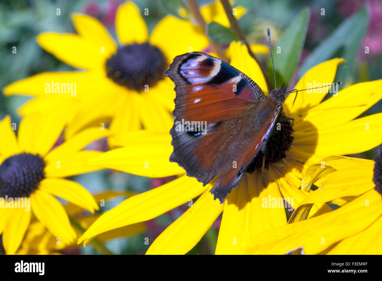 Tagpfauenauge; Inachis; io; Schmetterling; Stock Photo