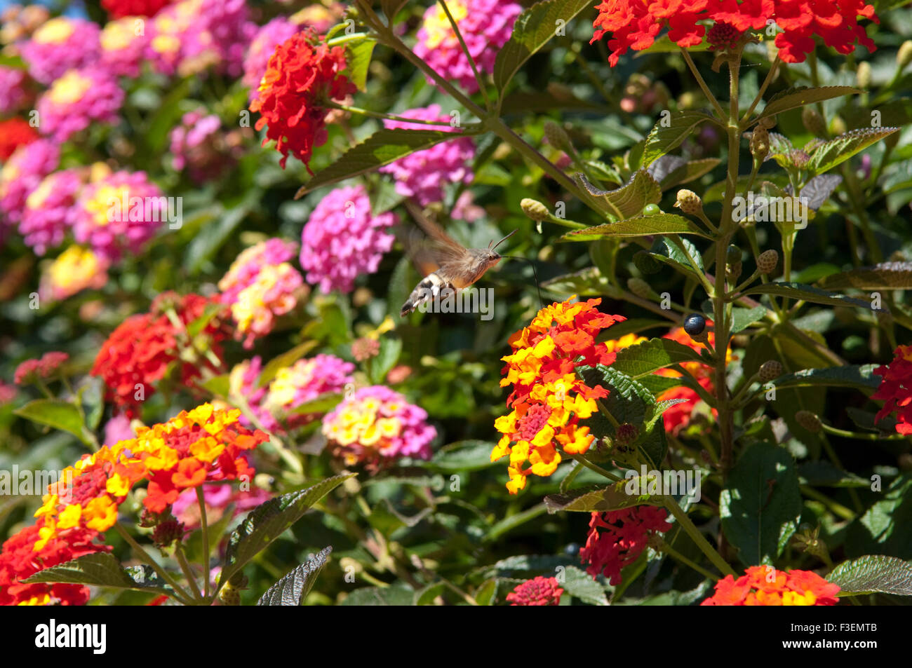 Wandelrose High Resolution Stock Photography and Images - Alamy