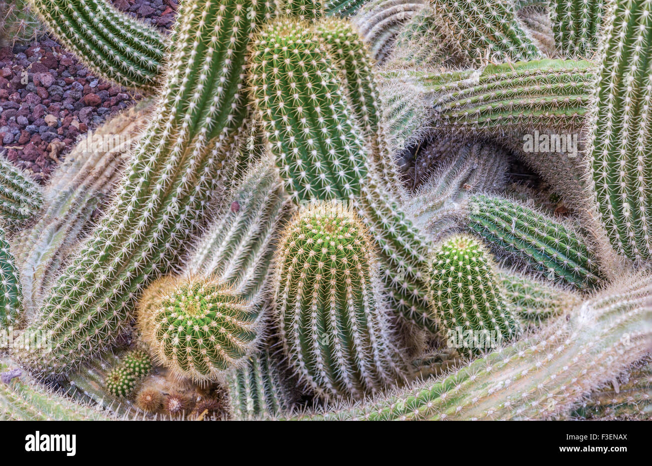 green succulent  cactus with convoluted and vermicular paddles and lots of needles Stock Photo