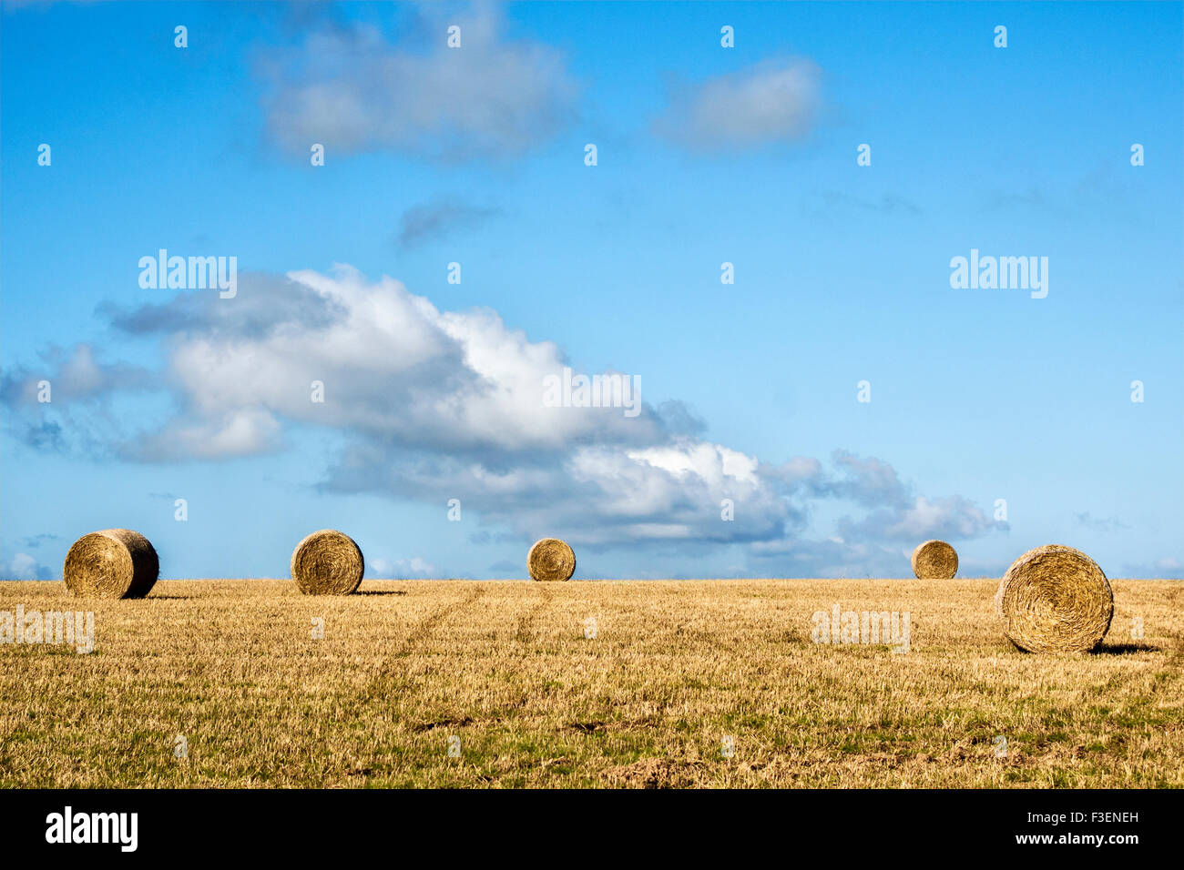 Round straw bales in a field of stubble after harvest, under a blue ...
