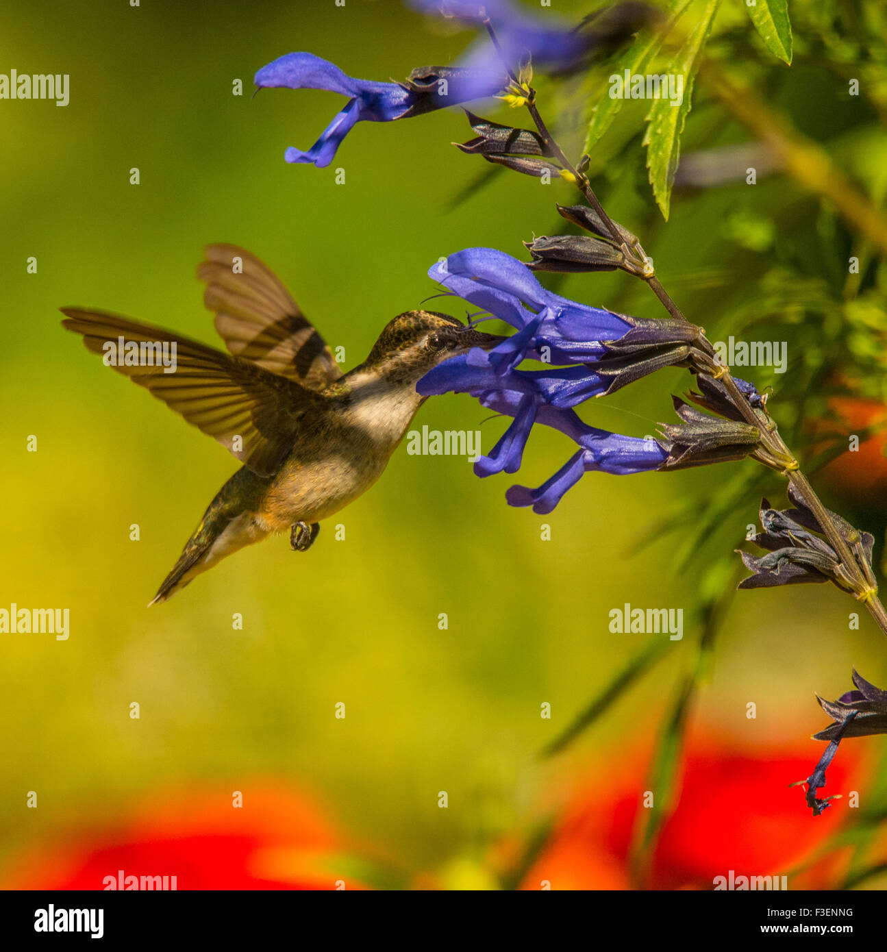 Birds, Black Chinned Hummingbird sucking nector from Anise Sage flower, Idaho, USA Stock Photo