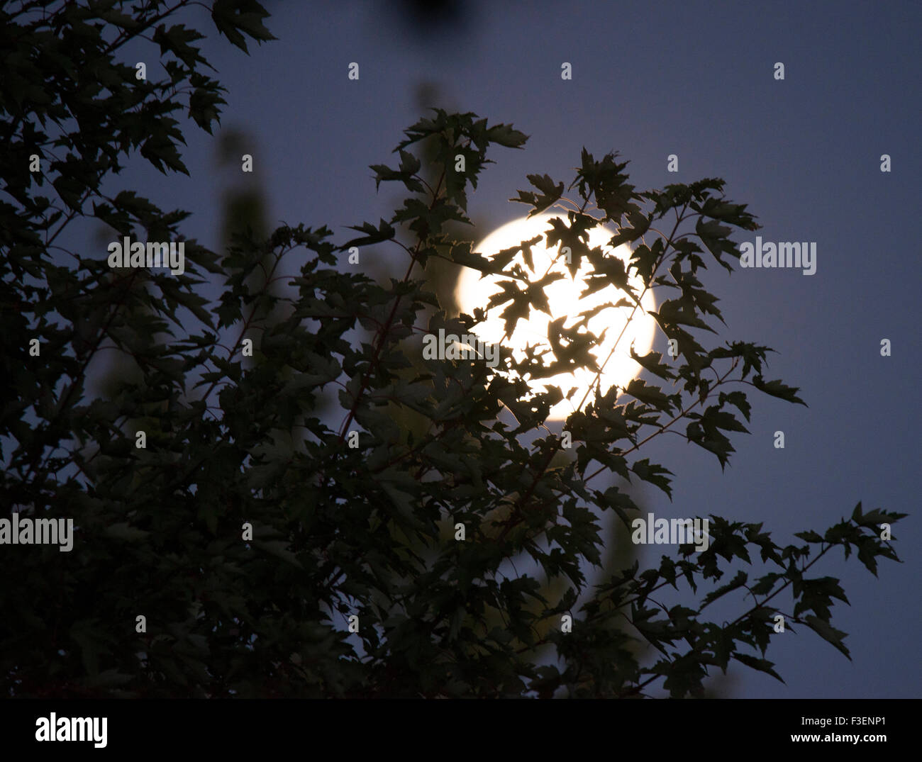 Full Moon shining through leaves of trees, Idaho, USA Stock Photo