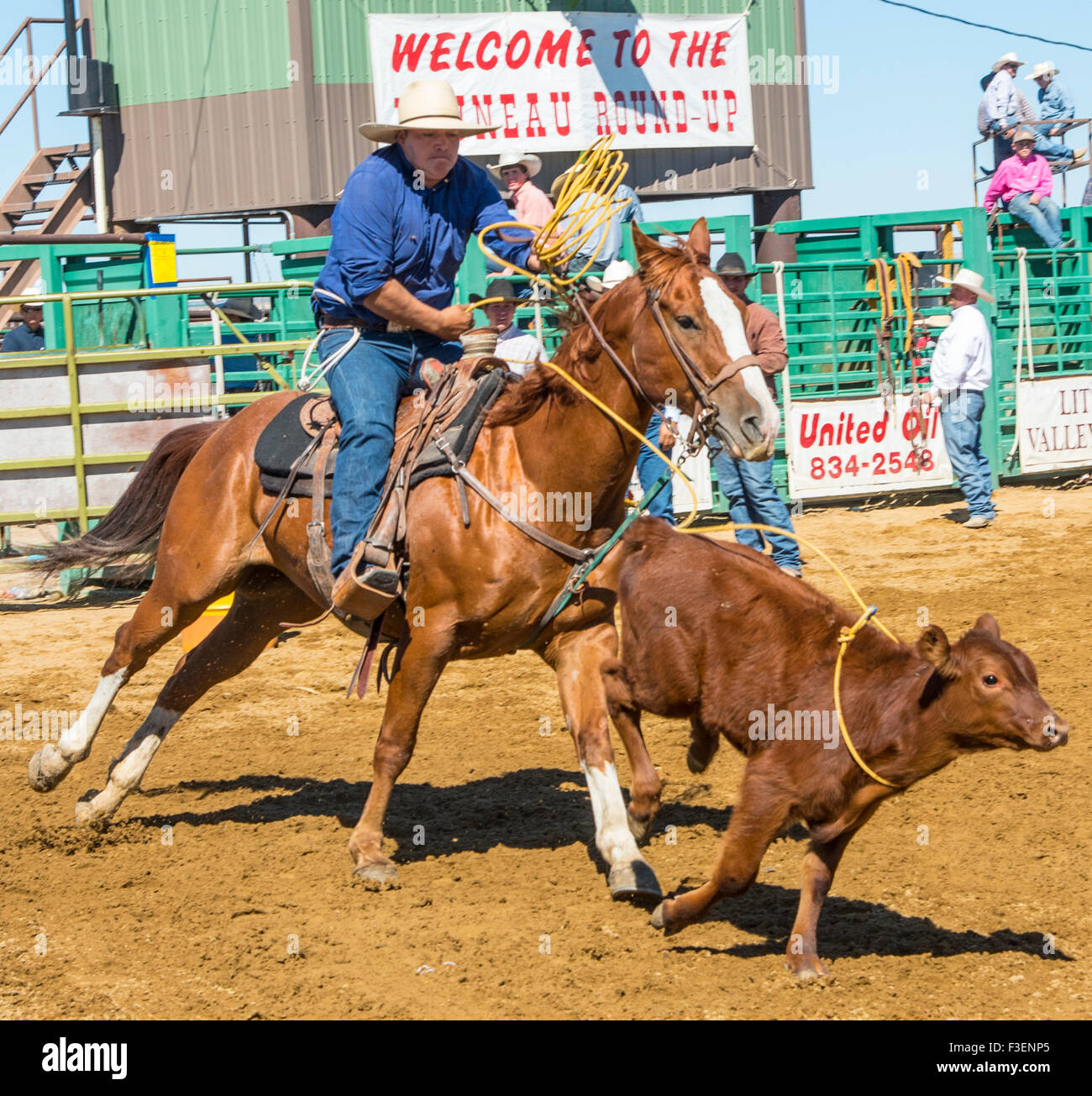Rodeo's, Bruneau RoundUp, Calf Roping, Bruneau, Idaho, USA Stock Photo