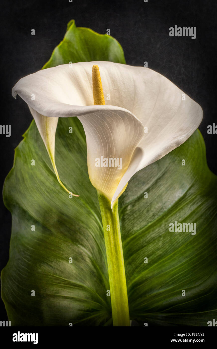 Calla Lilly flower Stock Photo