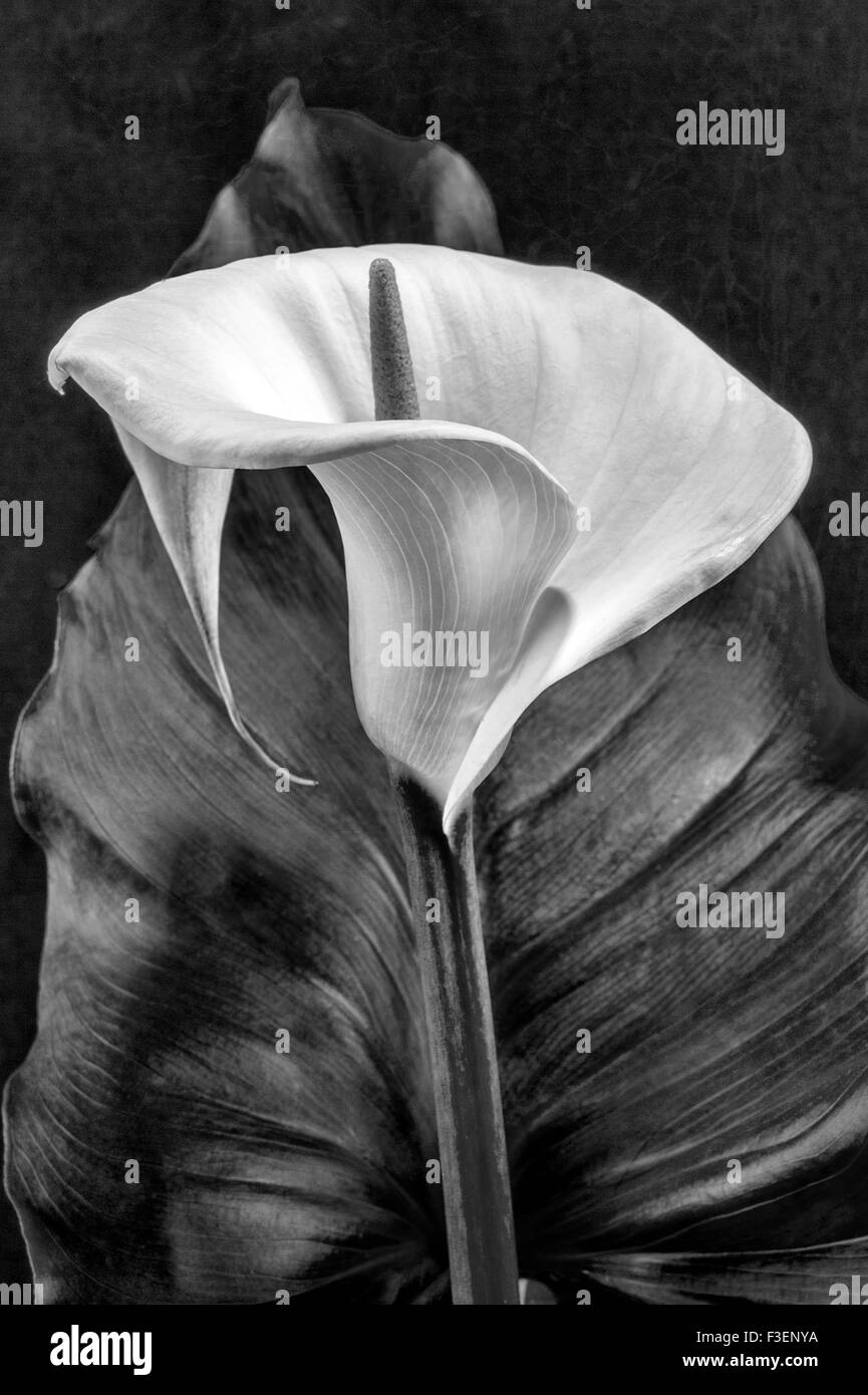 Calla Lilly flower Stock Photo