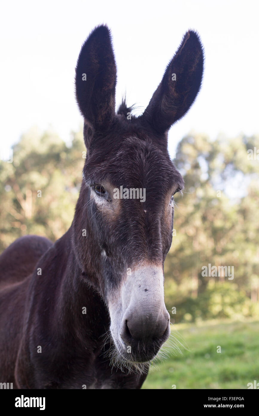 Portrait of a donkey Stock Photo - Alamy