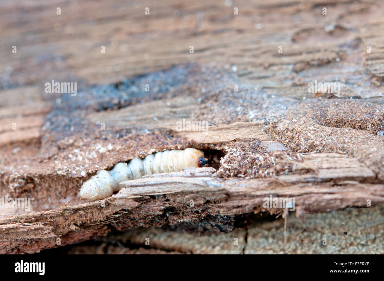 little woodworm lies on tree Stock Photo