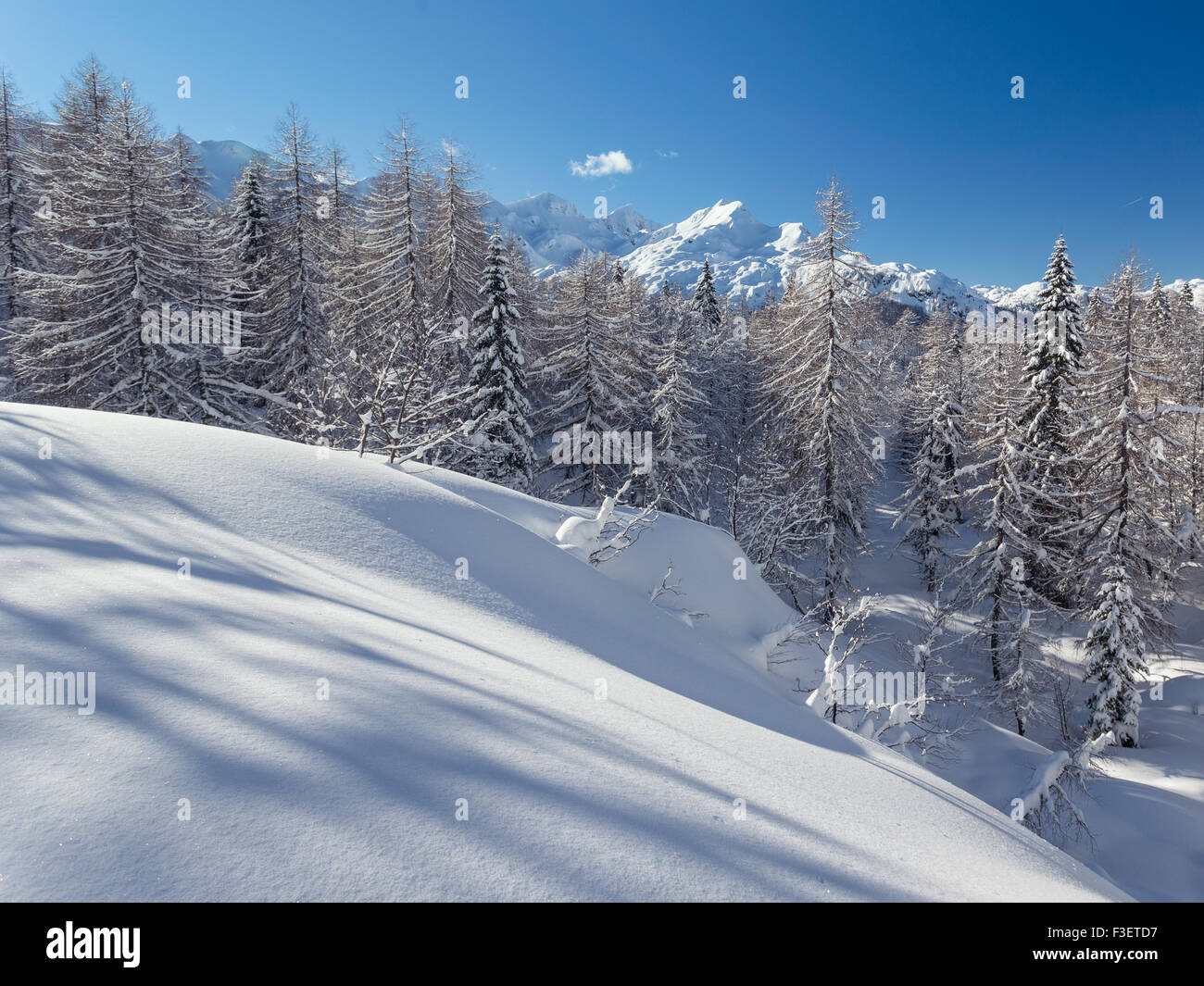 Winter forest in Julian Alps mountains in Slovenia Stock Photo