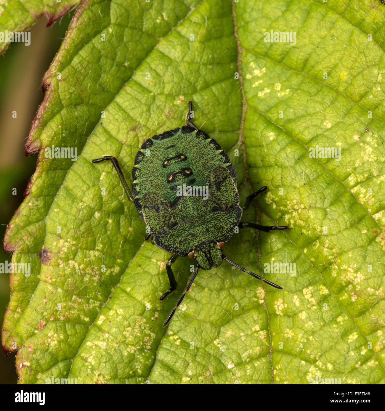 A common insect found in scrub and woodland Stock Photo