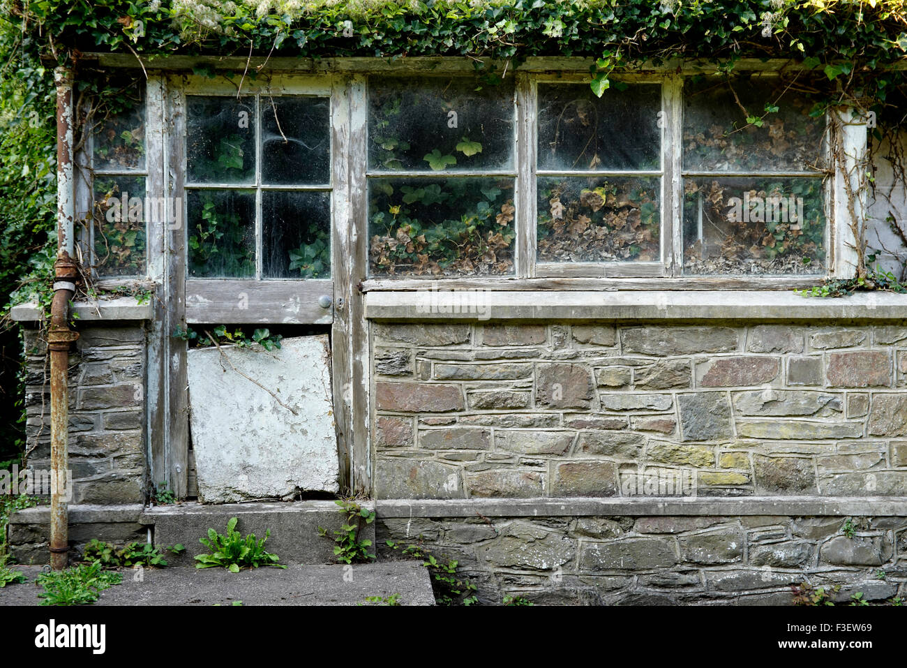 An old greenhouse garden room overrun with Russian Vine, Lynmouth, North Devon, England, UK. Stock Photo
