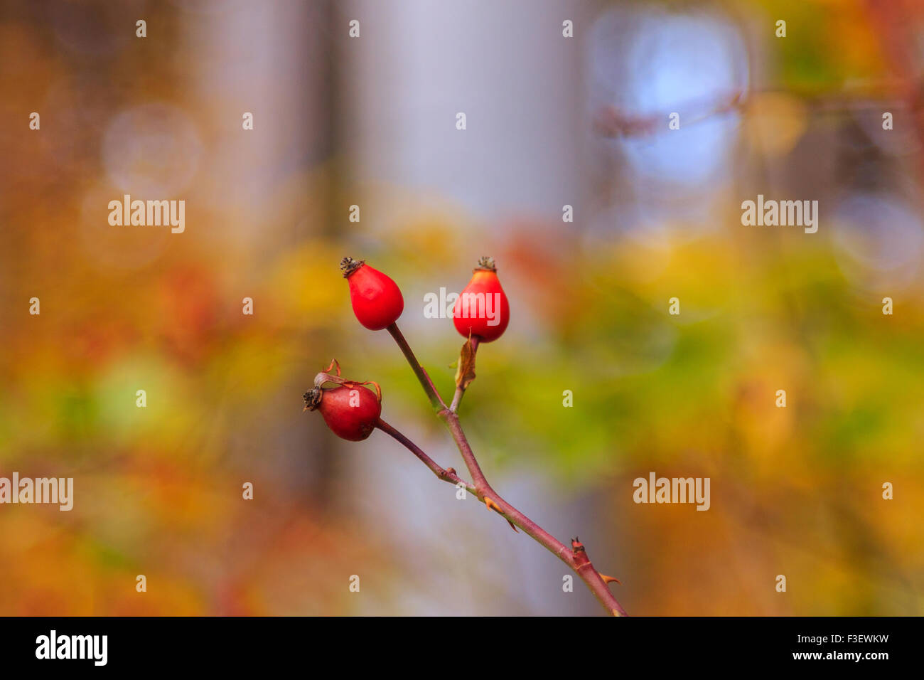 Red rose blurred background hi-res stock photography and images - Alamy