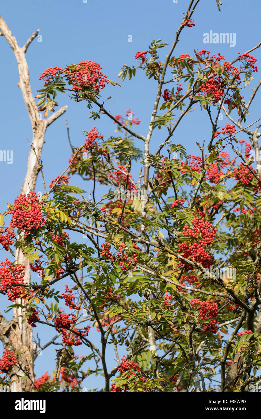 Rowan trees with red fruits hi-res stock photography and images - Alamy