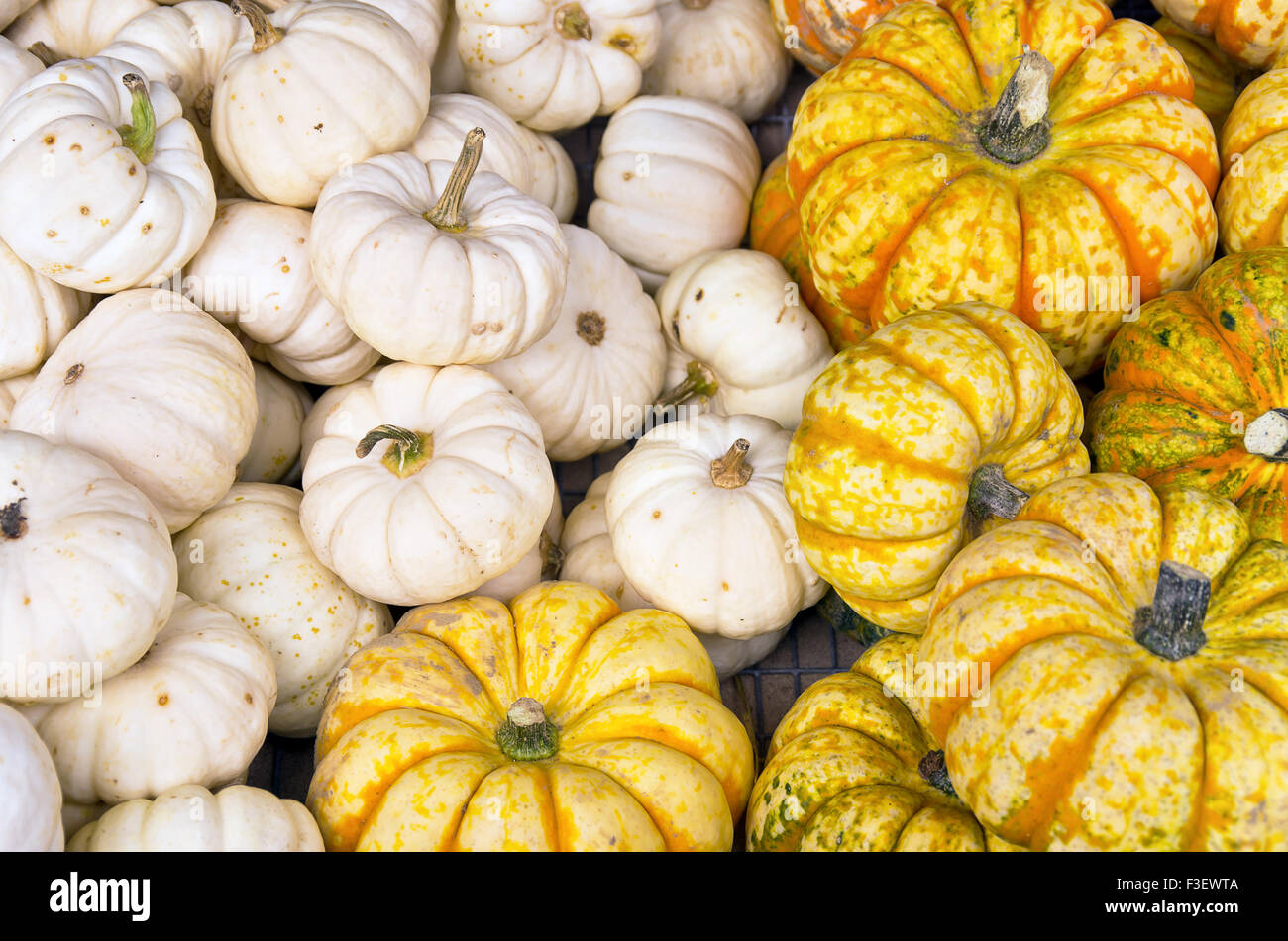 Sweet lightning pumpkin hi-res stock photography and images - Alamy