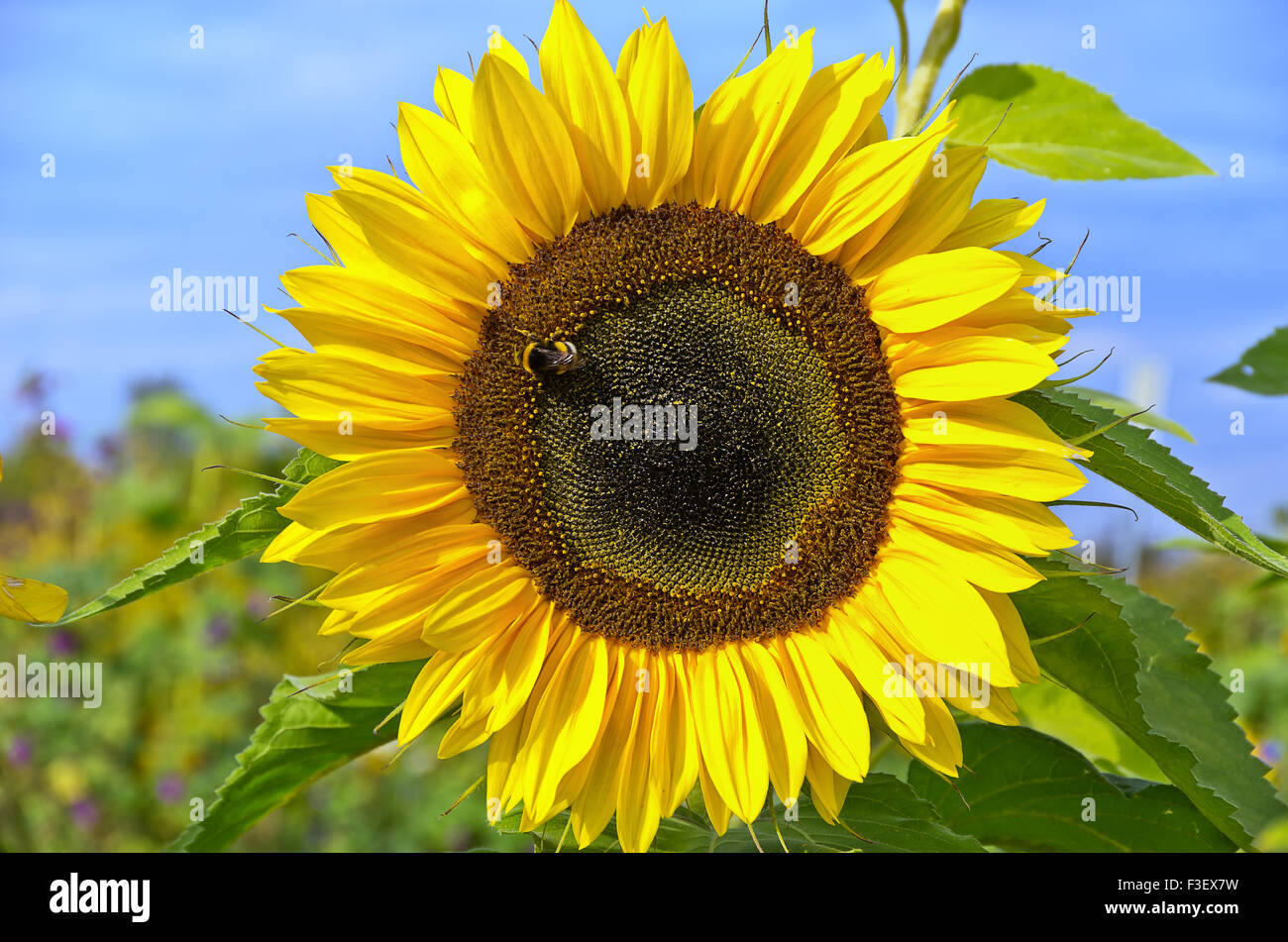 Single sun hi res stock photography and images Alamy Single sun hi res stock photography and images Alamy