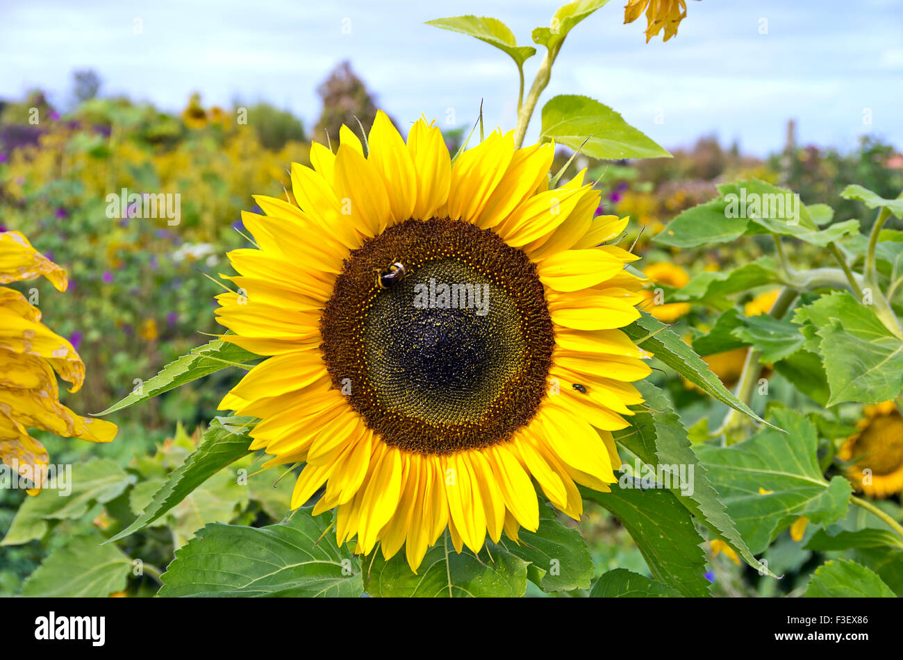 A single sun flower and bumble bee. Stock Photo