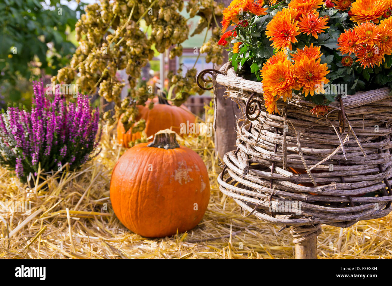 Plants, straw and pumpkins on display at a farmer's market. Stock Photo