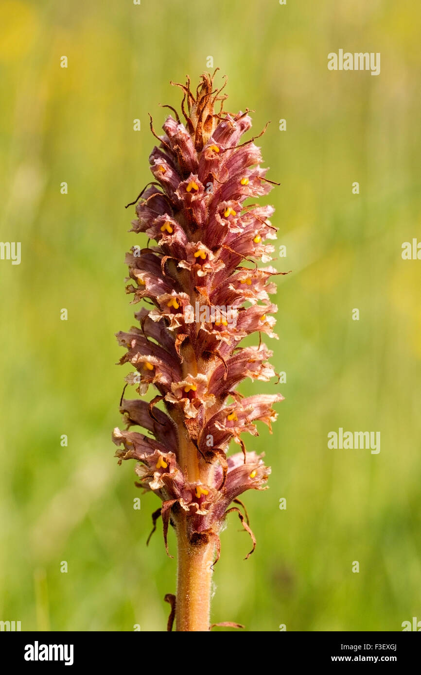 Knapweed Broomrape flower in grassland, Norfolk, England, United Kingdom Stock Photo