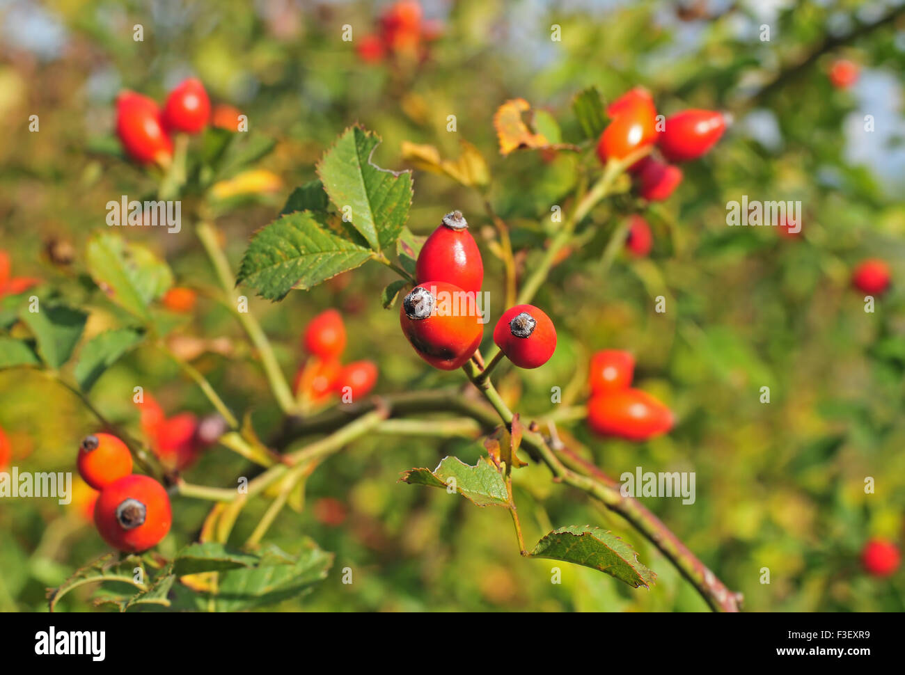 Photo of dog rose growing in nature Stock Photo Alamy