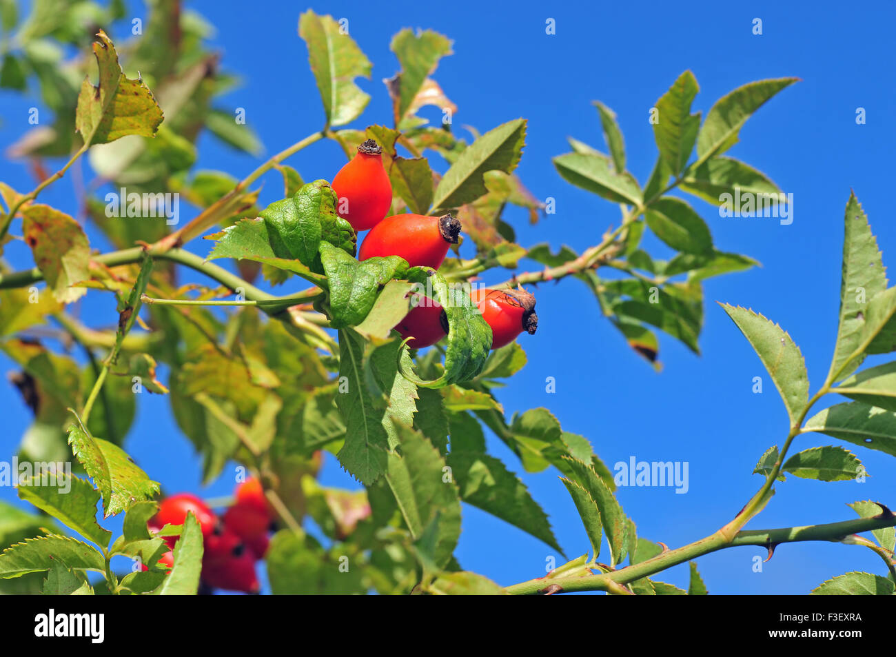 Photo of dog rose growing in nature Stock Photo Alamy