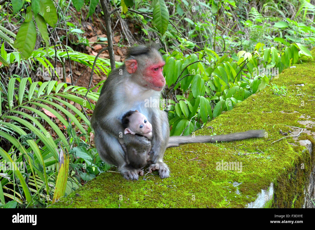 Monkey with its baby Stock Photo