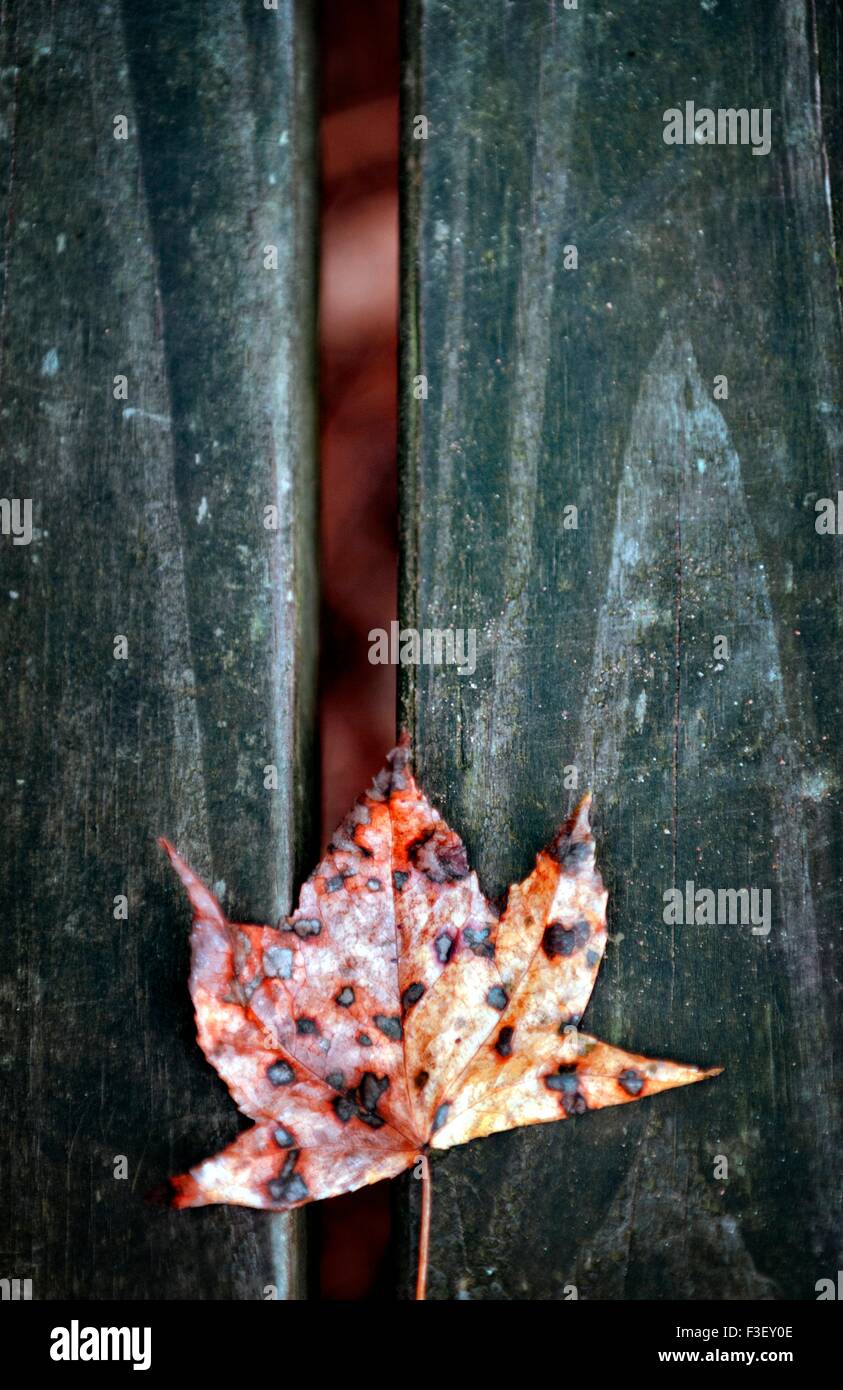 Early fall scenes in Northwest Alabama depicting mystery. Stock Photo