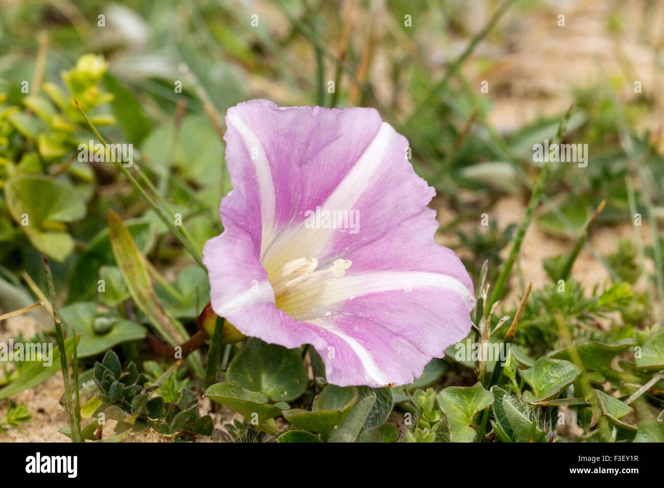 Sea Bindweed, flower in sand dune, Norfolk, England, Stock Photo