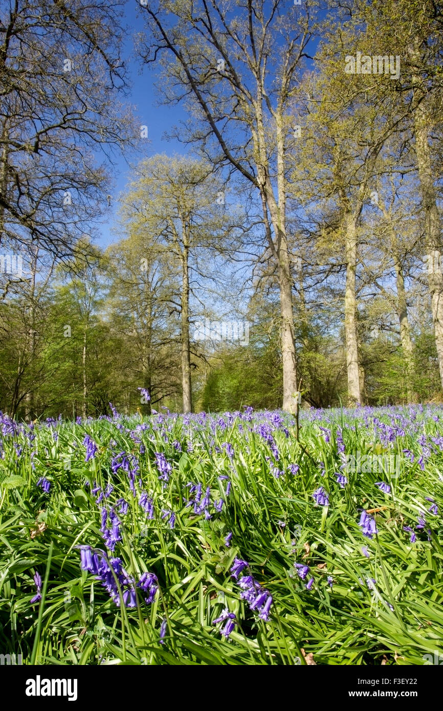Bluebells (Hyacinthoides non-scripta) growing in a deciduous wood in Norfolk, England Stock Photo