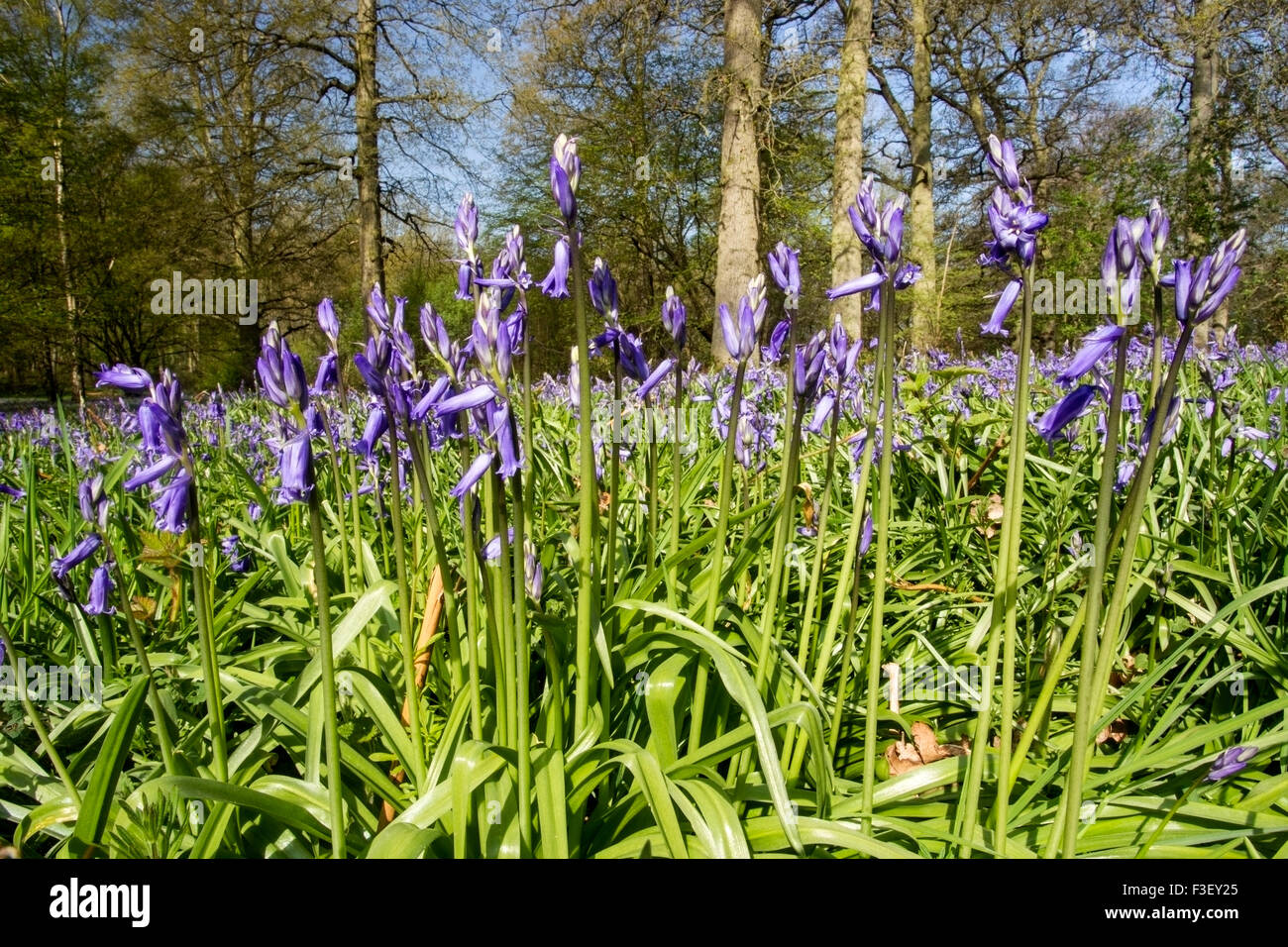 Bluebells (Hyacinthoides non-scripta) growing in a deciduous wood in Norfolk, England Stock Photo