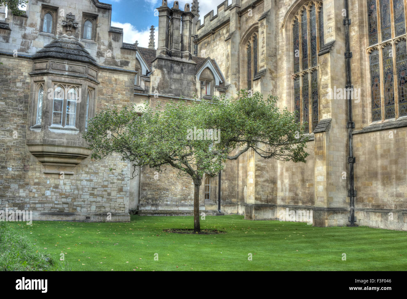 Newton Apple Tree, Trinity College Cambridge Stock Photo ...