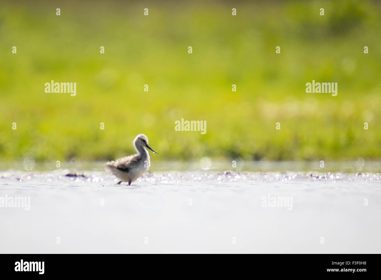 Pied Avocet chick walking through water, a lot of negative space is used in this composition Stock Photo