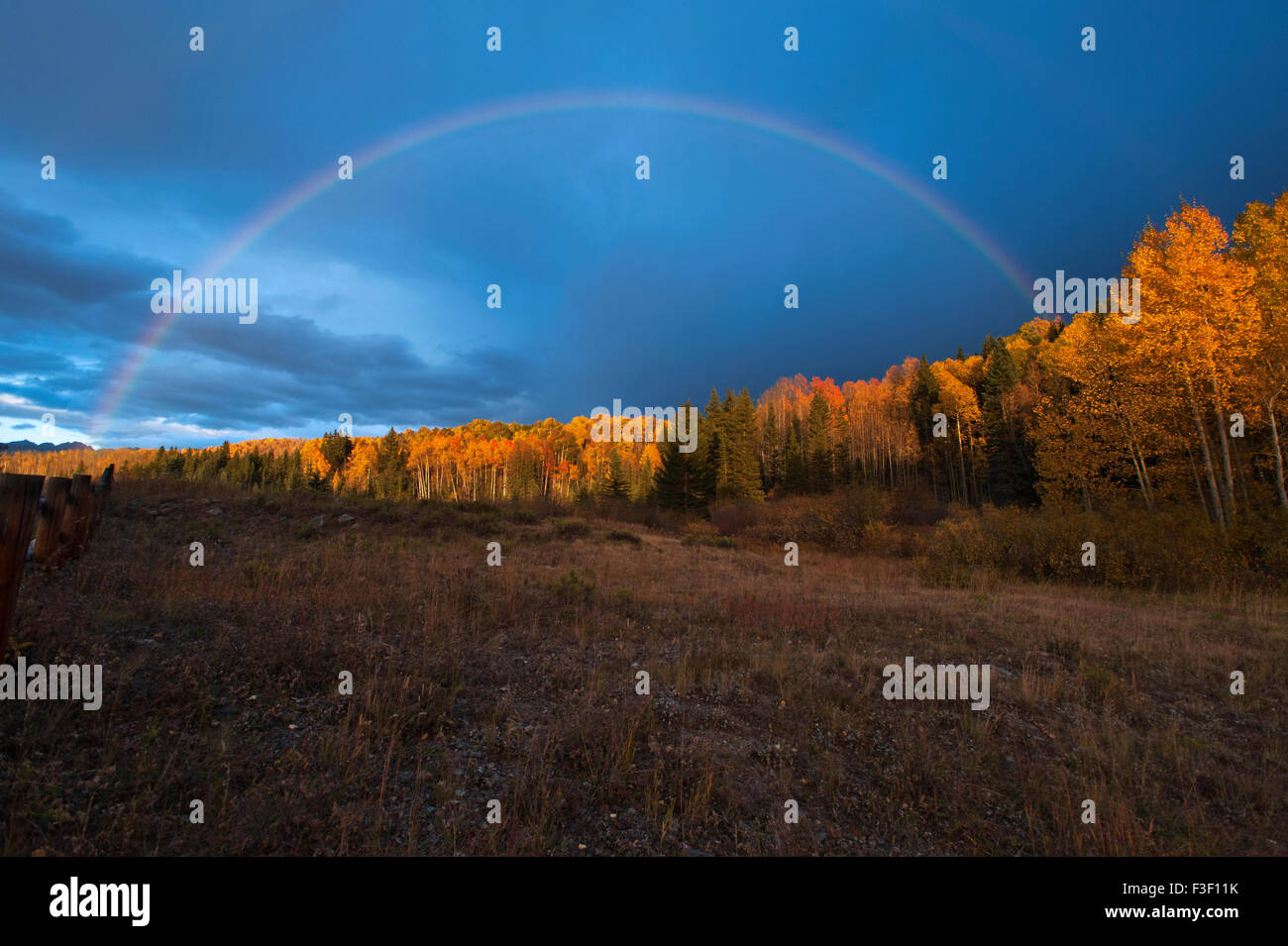 Aspen trees near Telluride, Colorado Stock Photo Alamy
