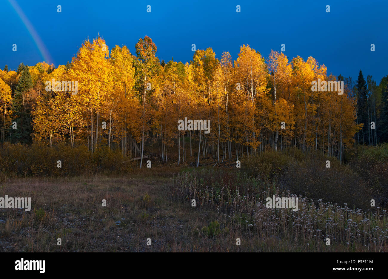 Aspen trees near Telluride, Colorado Stock Photo